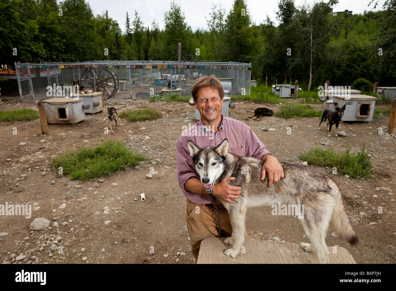 Alaska, Grand Lac, Happy Trails chenil. Martin Buser à son domicile. Banque D'Images