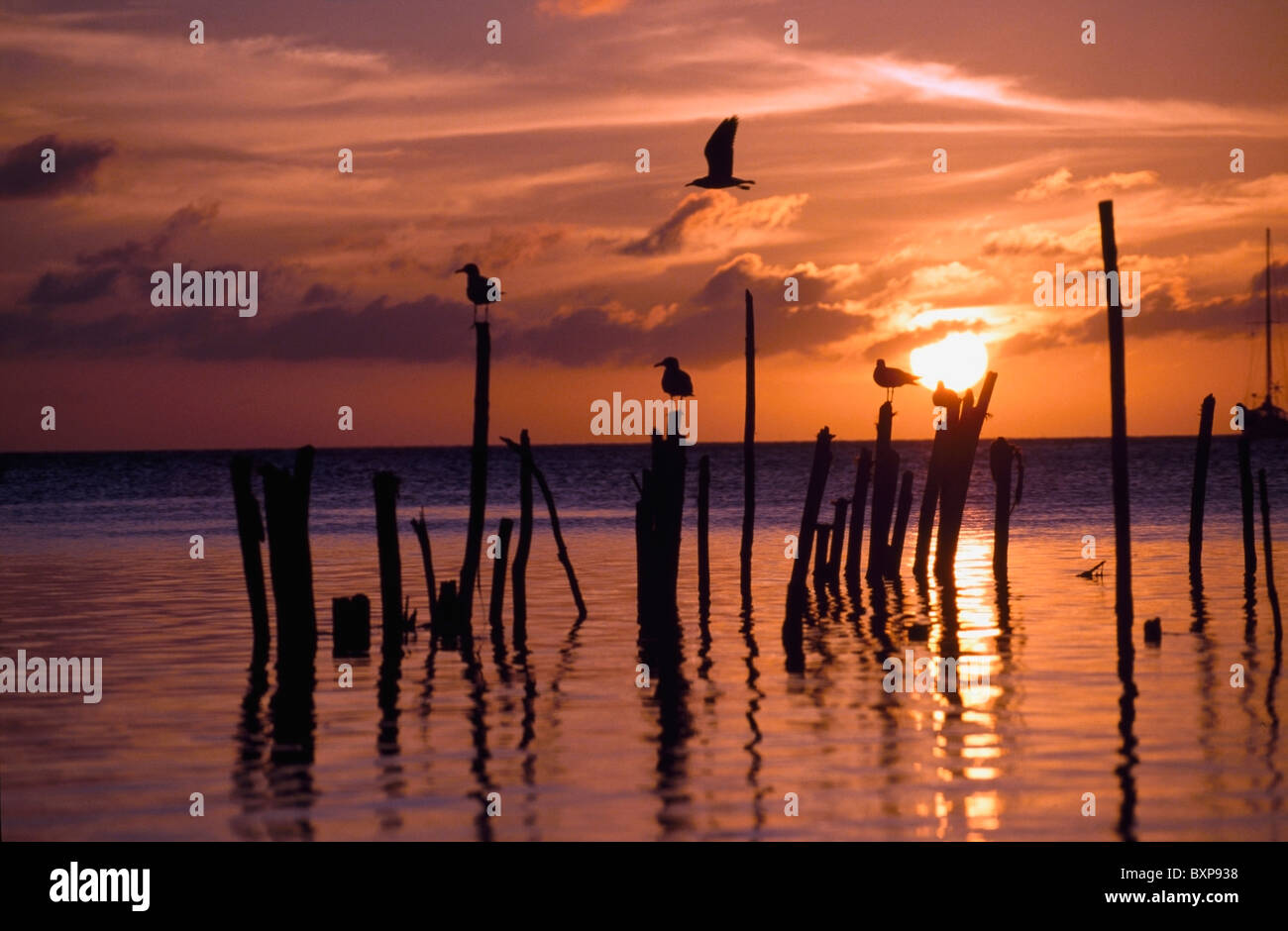 Silhouette de mouettes sur postes en mer au coucher du soleil Banque D'Images