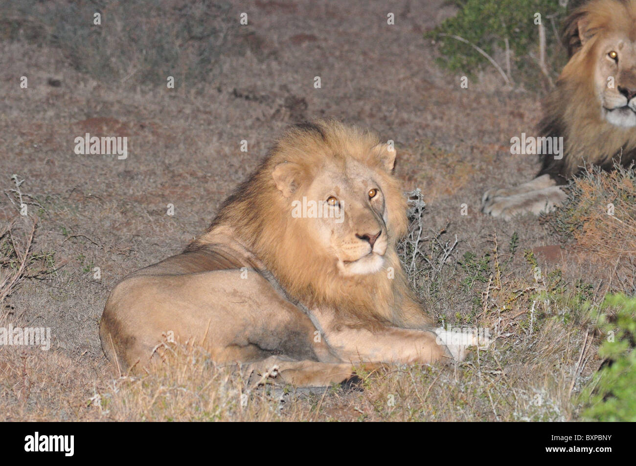 Deux lions mâles fatigués dans Schotia Private Game Reserve, Afrique du Sud Banque D'Images