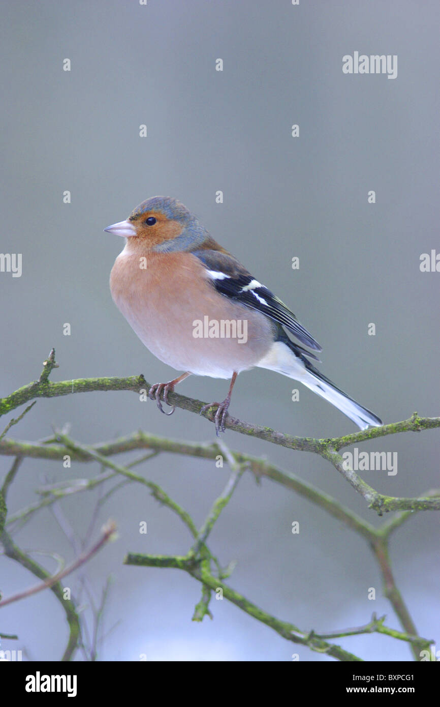 Chaffinch (Fringilla coelebs) mâle adulte, perché sur des rameaux, dans la neige, West Yorkshire, Angleterre Banque D'Images
