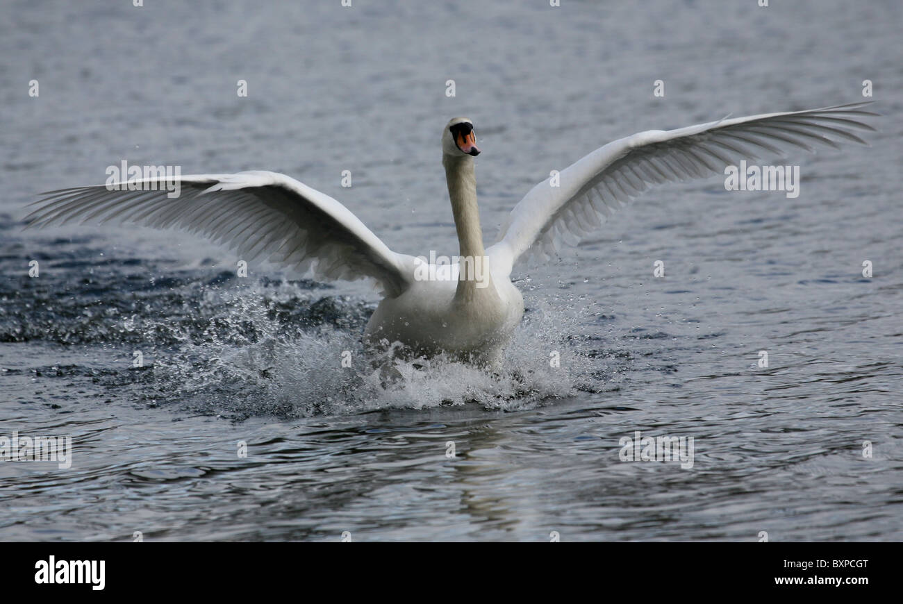 Cygne muet l'atterrissage sur un lac Banque D'Images