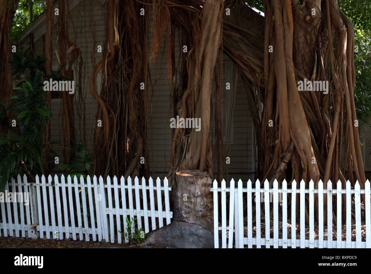 Arbre du Banyan Banque D'Images