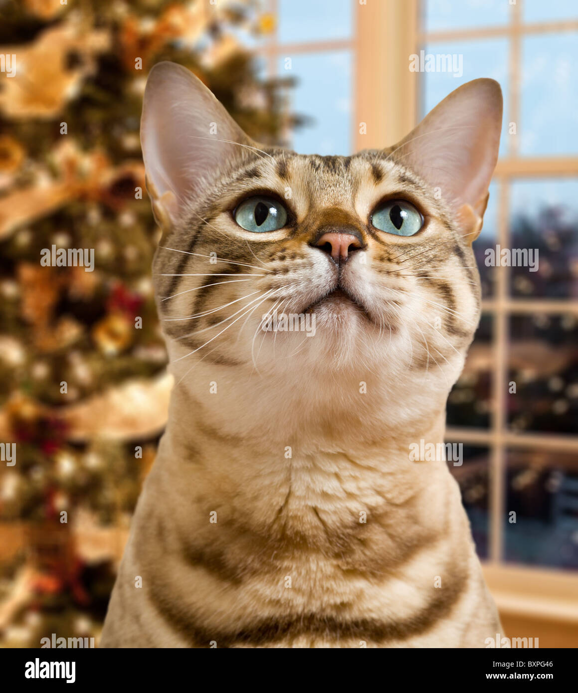 Petits chatons pensivement en attente pour le père Noël par des problèmes de mise au point de l'arbre de Noël Banque D'Images