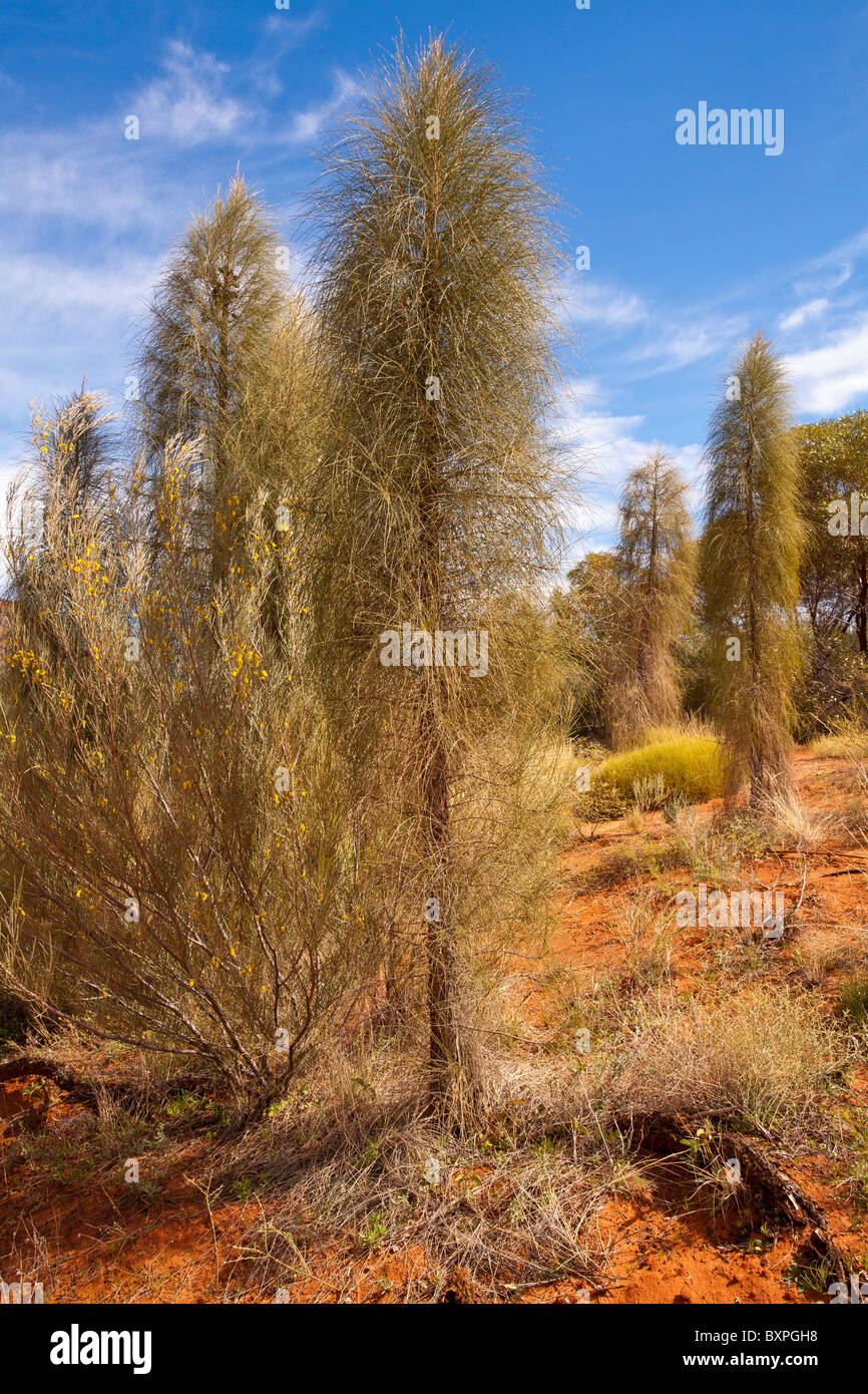 Les Jeunes chênes du Désert (Allocasuarina decaisneana), Alice Springs Desert Park, Alice Springs, Territoire du Nord Banque D'Images