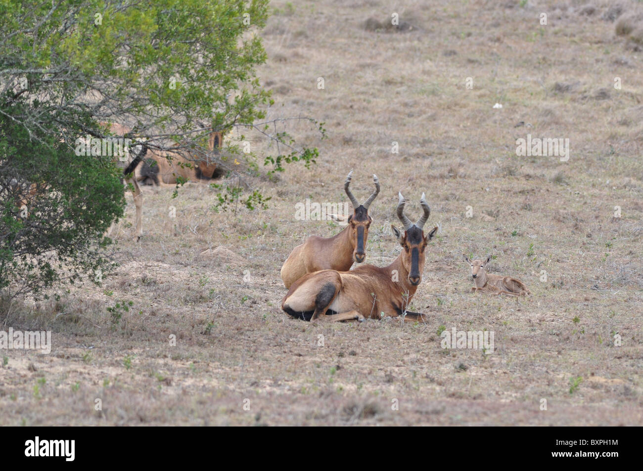 Heartebeest rouge à Pilanesberg Game Reserve, Afrique du Sud Banque D'Images