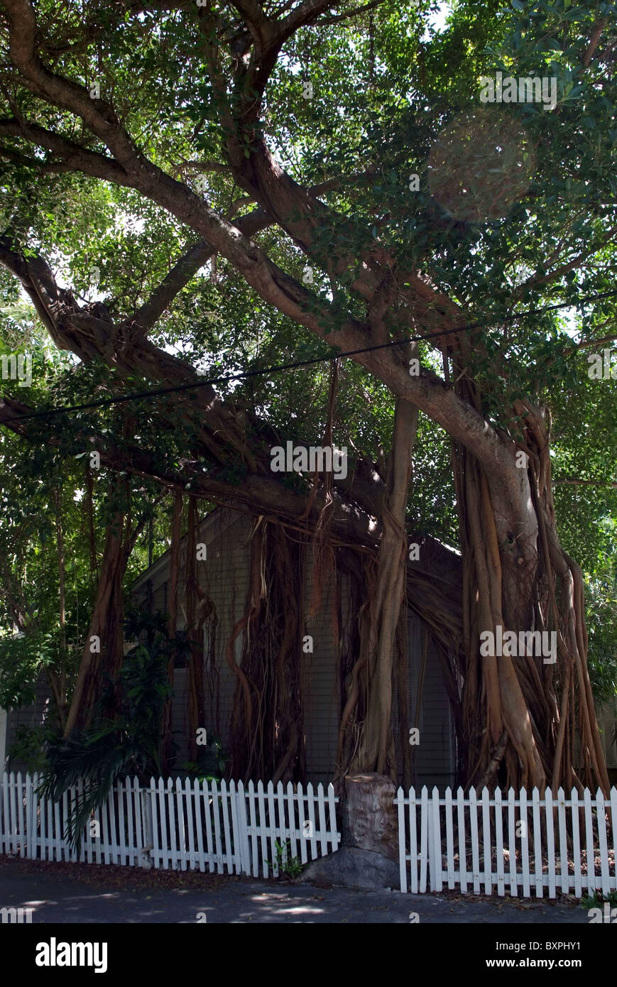 Arbre du Banyan Banque D'Images