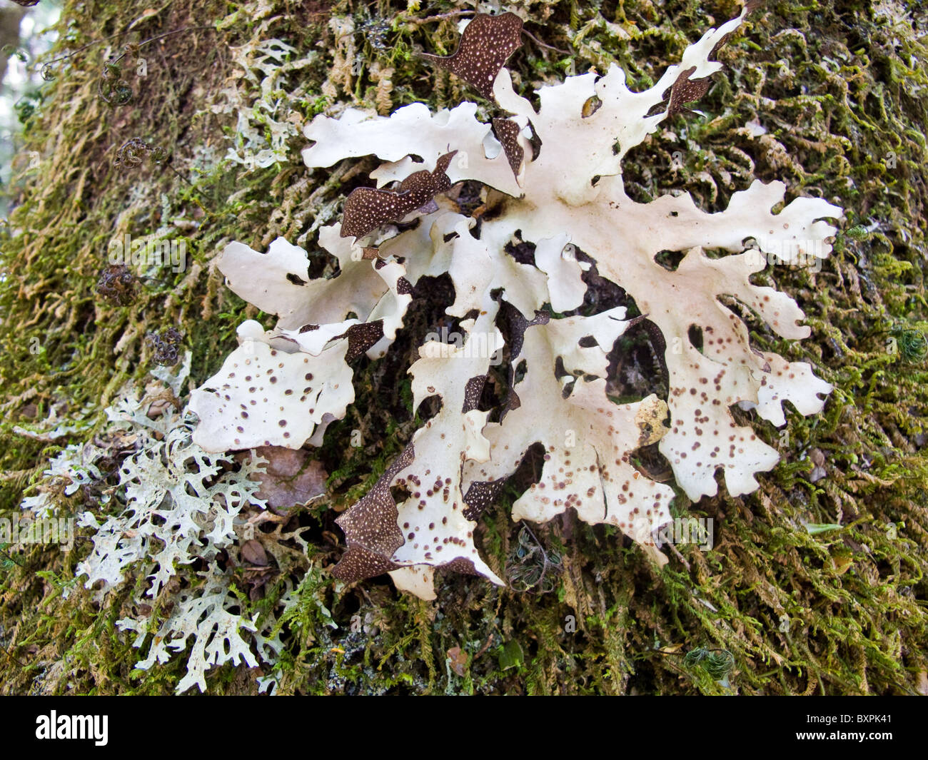 Le lichen pousse sur un arbre hêtre de la Nouvelle Zélande, entouré de mousse. Banque D'Images