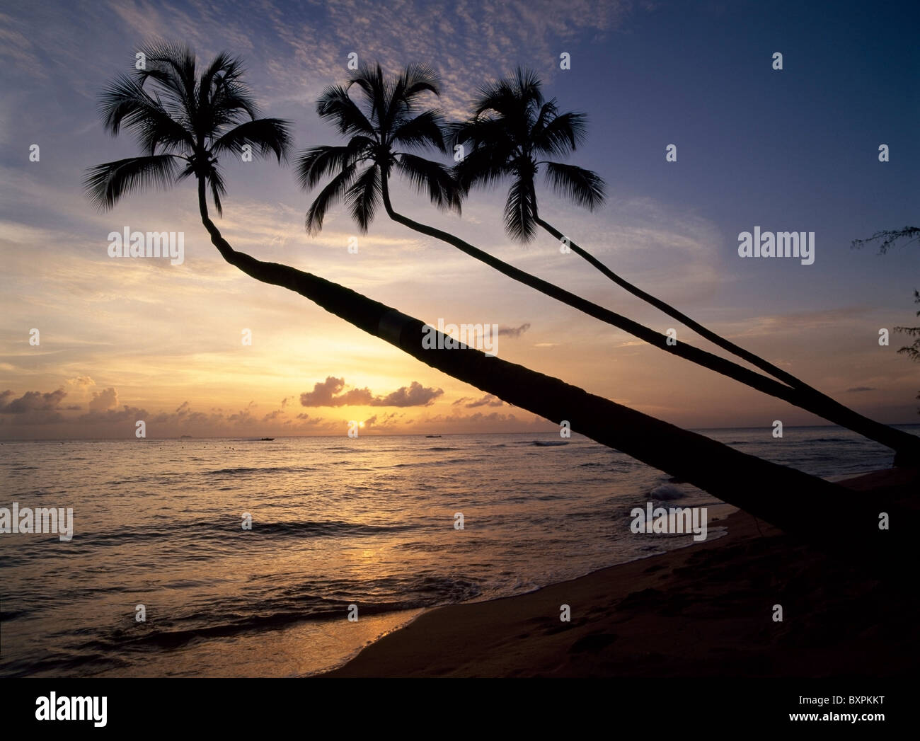 Palmiers sur la plage au coucher du soleil Banque D'Images