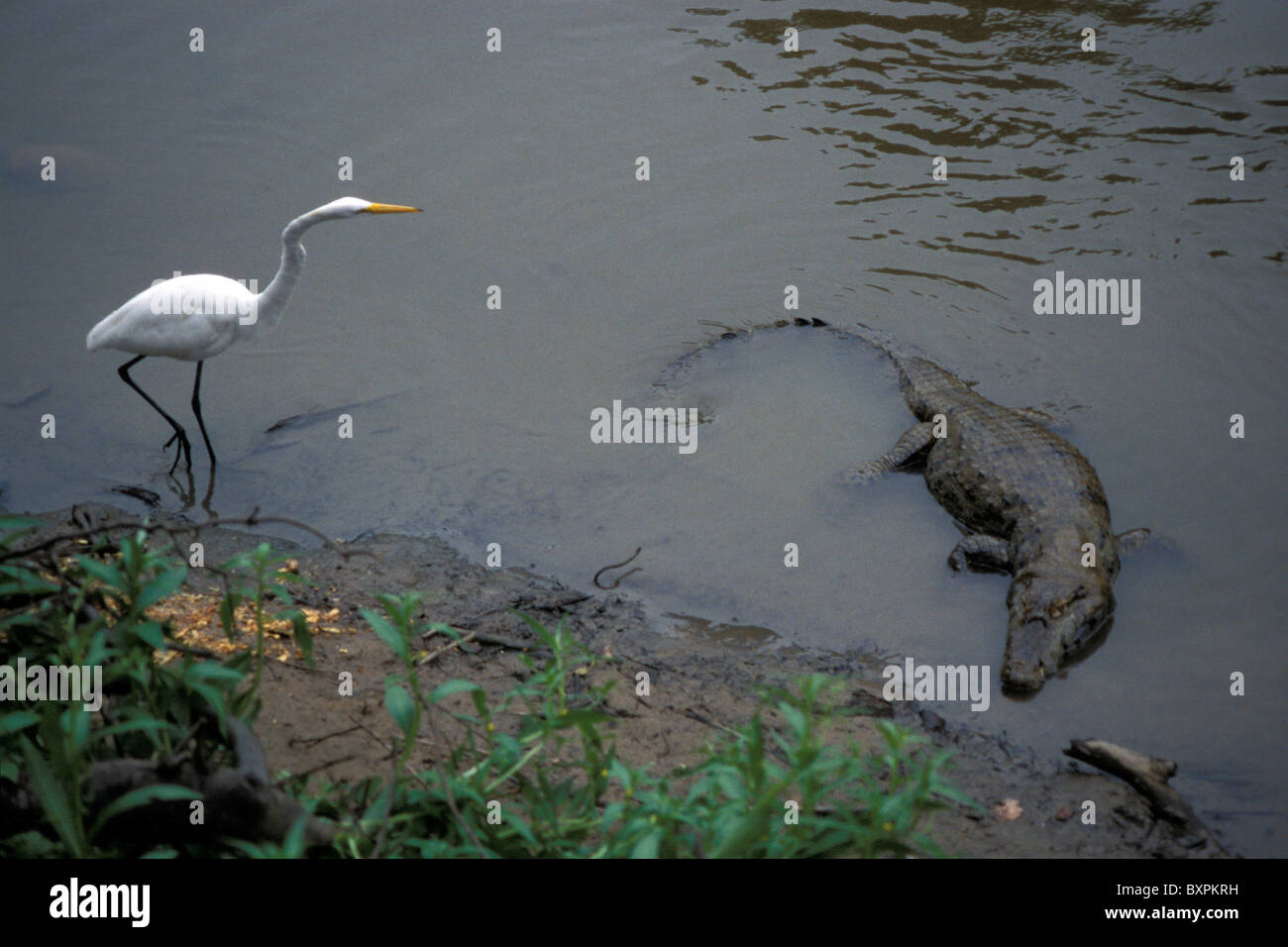 Cactus et de sel Banque D'Images