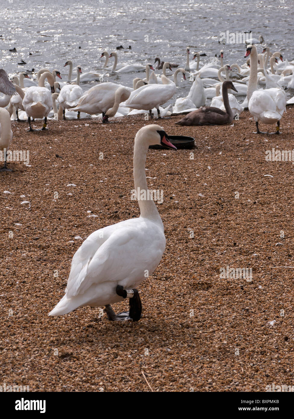 Abbotsbury swannery dorset angleterre Banque D'Images