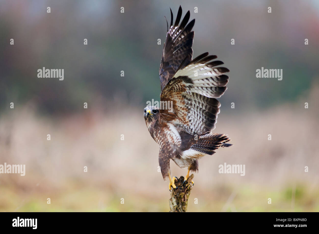 Buse variable, Buteo buteo atterrissage sur souche d'arbre mort Banque D'Images