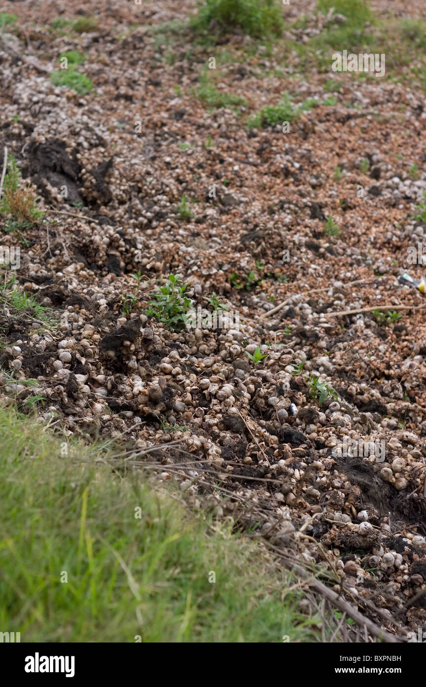 Tiges bulbeuses et spongieux (pétiole gonflé) de la jacinthe d'eau (Eichhornia crassipes) après l'évaporation de l'eau Banque D'Images