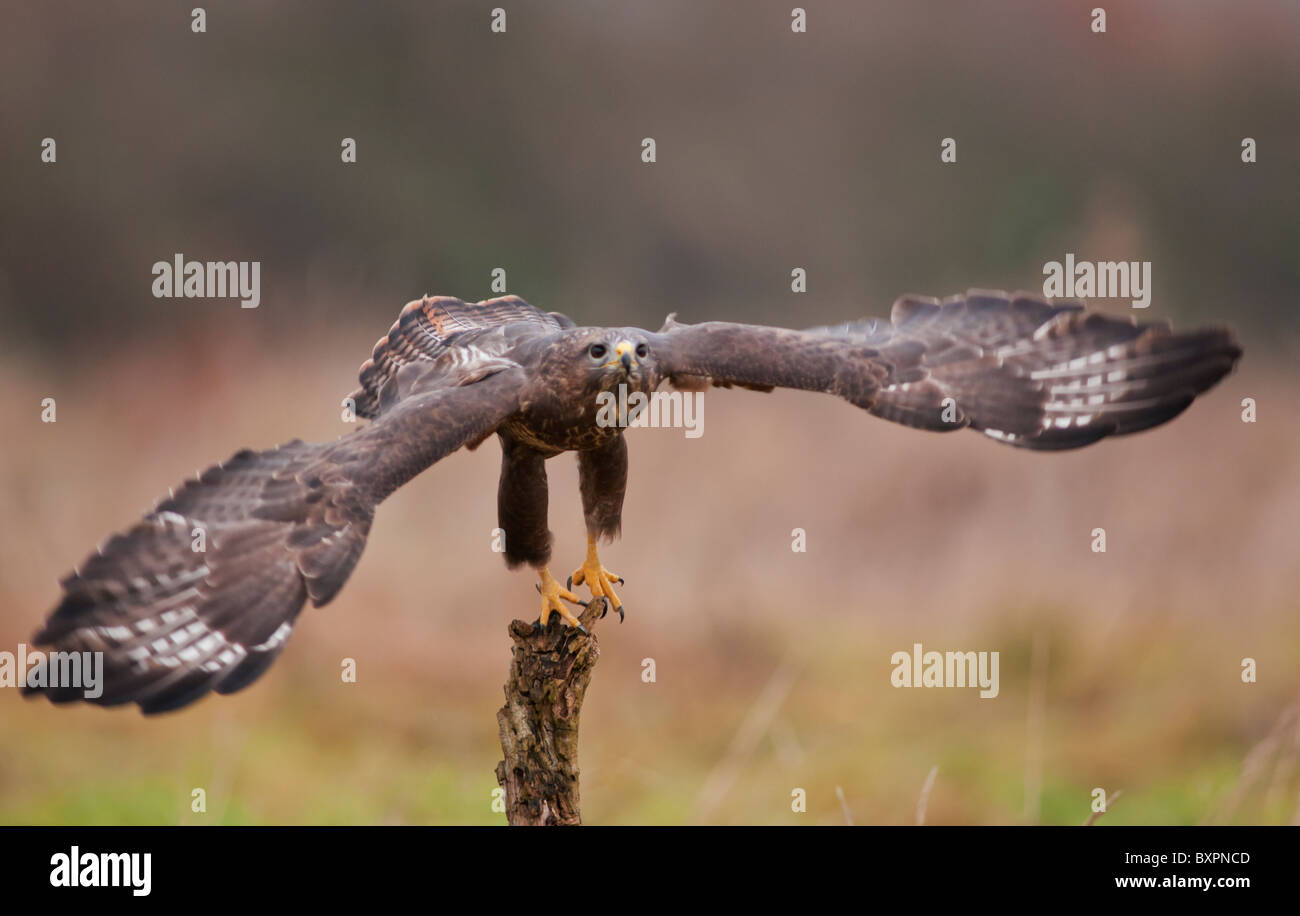 Buse variable, Buteo buteo décollant de perchaude Banque D'Images