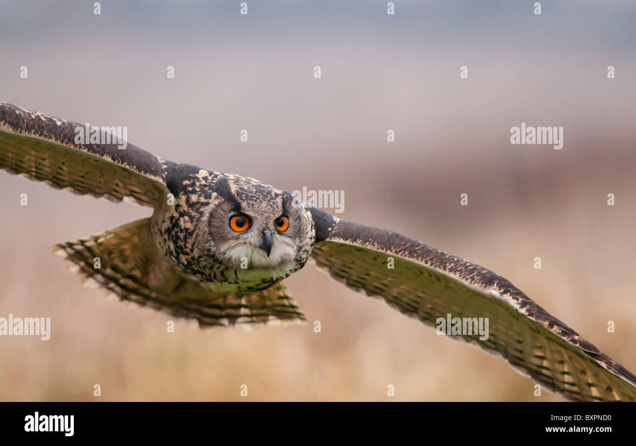 Eagle Owl Bubo bubo en vol, (élevage en captivité) Banque D'Images