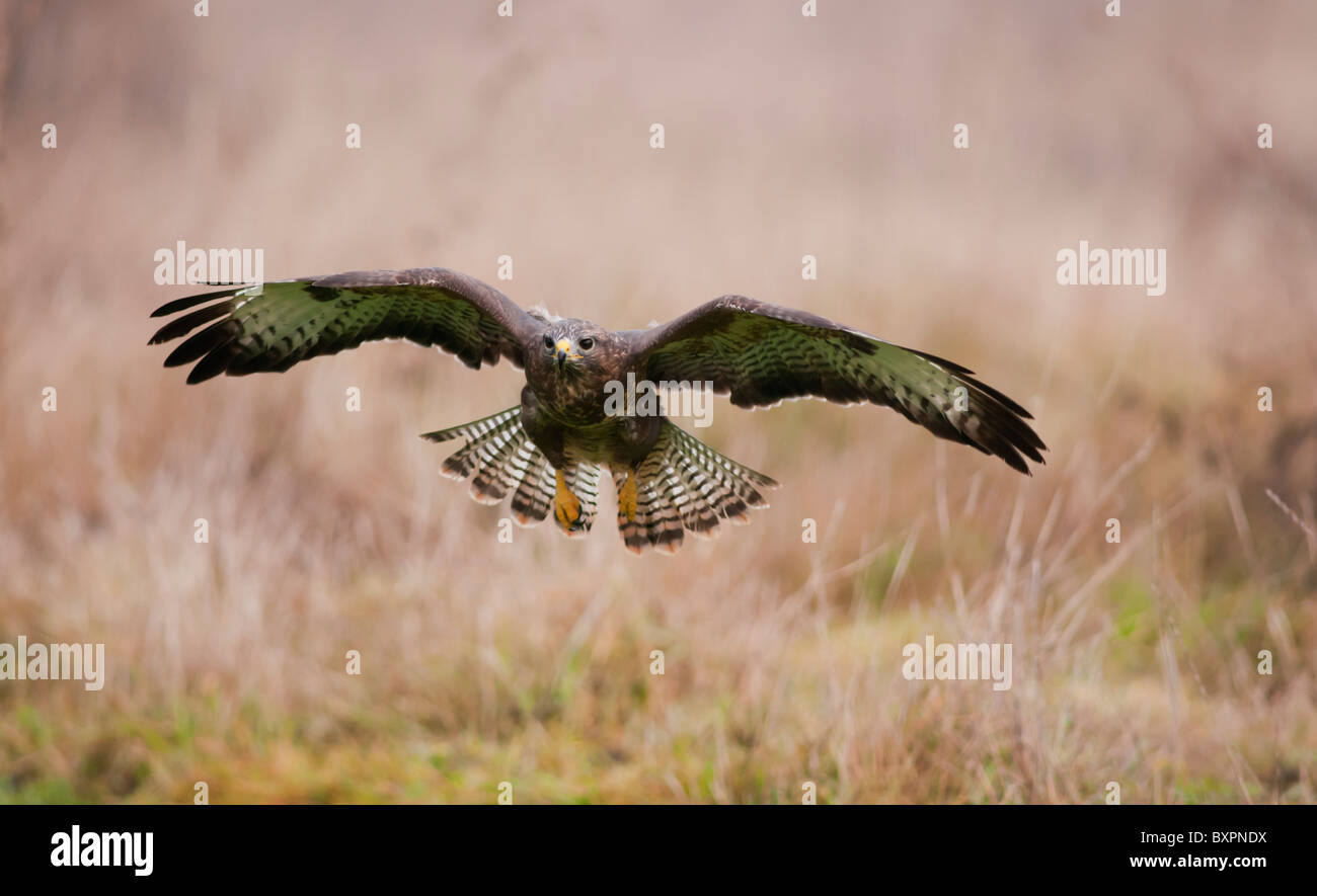 Buse variable, Buteo buteo en vol Banque D'Images