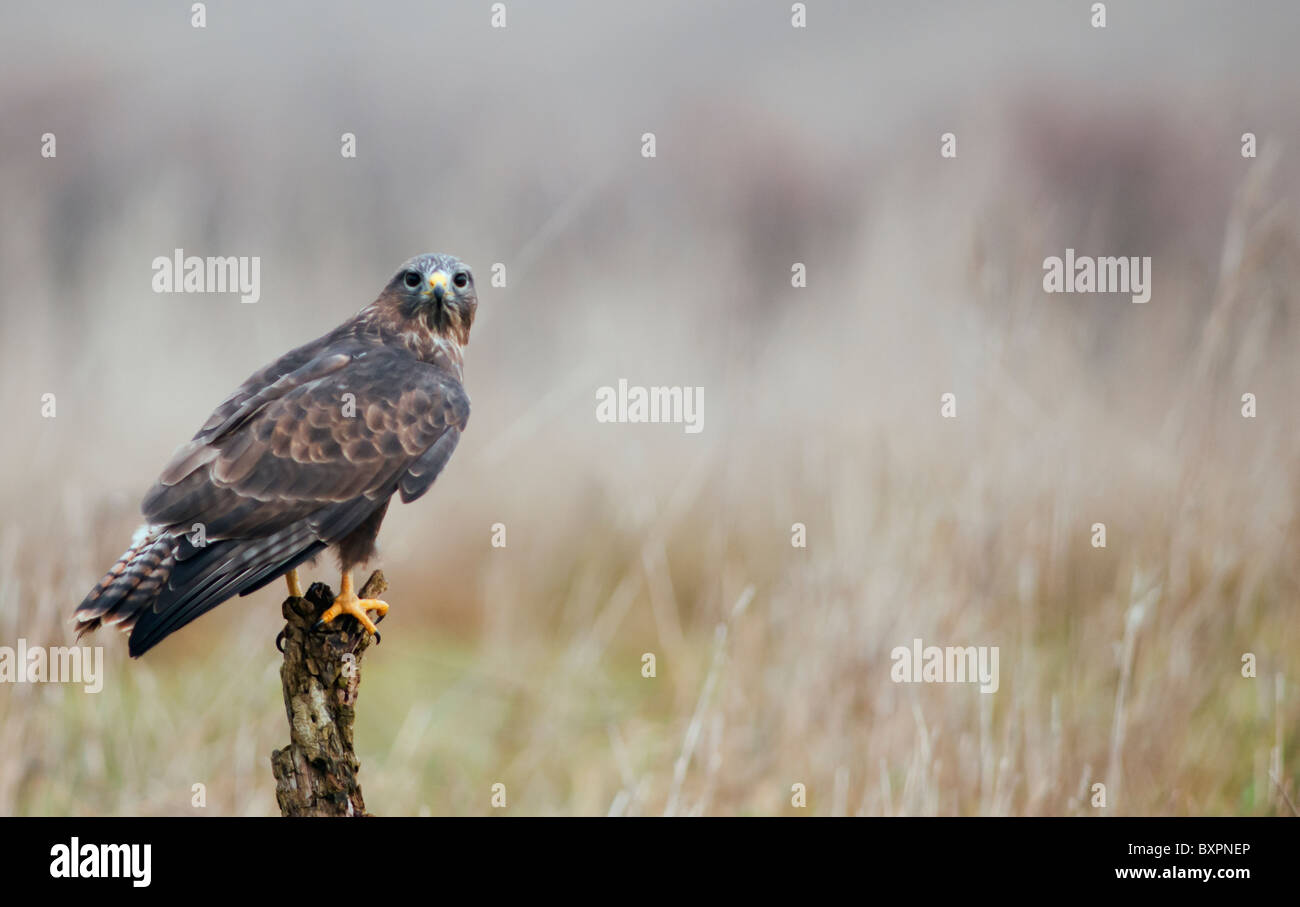 Buse variable, Buteo buteo perché sur dead tree stump Banque D'Images