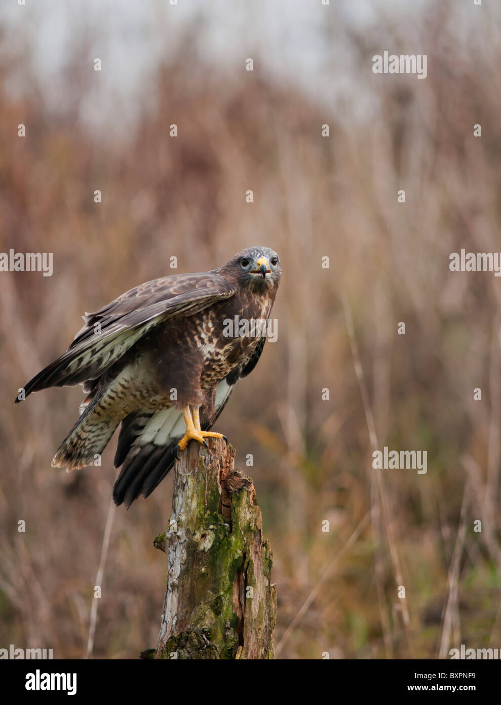 Buse variable, Buteo buteo perché sur dead tree stump Banque D'Images