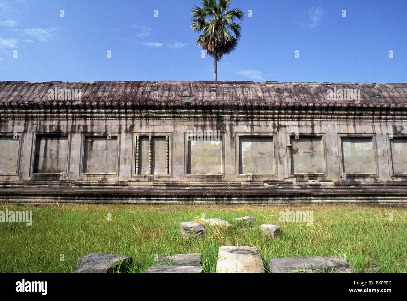Palmier et mur à Angkor Wat Banque D'Images