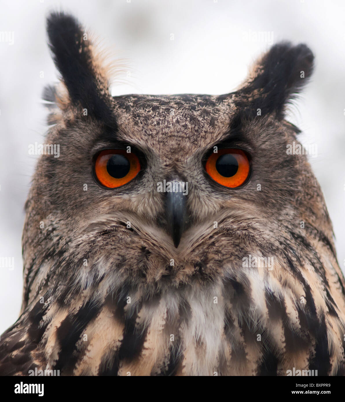 Portrait du Grand-duc, Bubo bubo (élevage en captivité) Banque D'Images