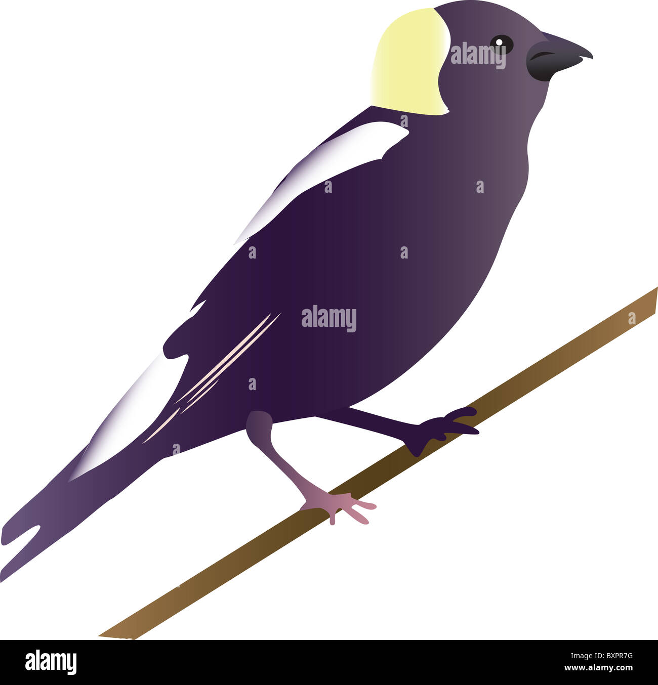 Une illustration d'un goglu oiseau. Banque D'Images