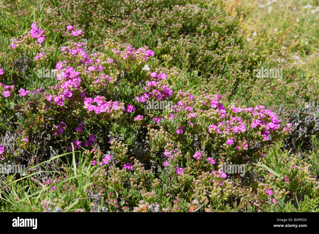Pink Vygies, Ruschia caroli, Aizoaceae (Mesembryanthemaceae). Sauvages, chemin des douaniers, Hermanus, Western Cape, Afrique du Sud. Banque D'Images