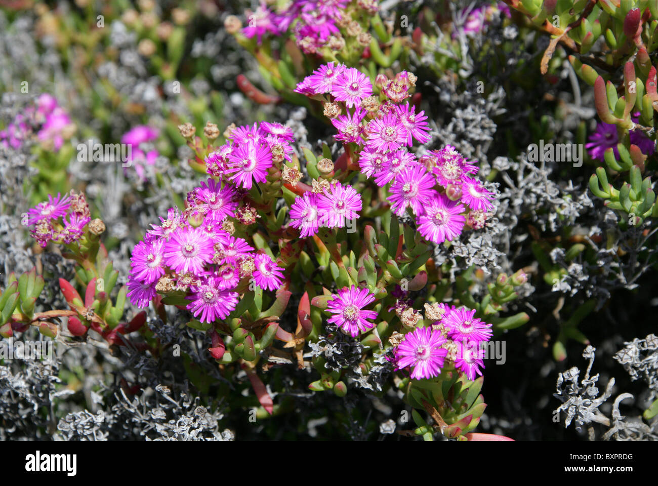 Pink Vygies, Ruschia caroli, Aizoaceae (Mesembryanthemaceae). Sauvages, chemin des douaniers, Hermanus, Western Cape, Afrique du Sud. Banque D'Images