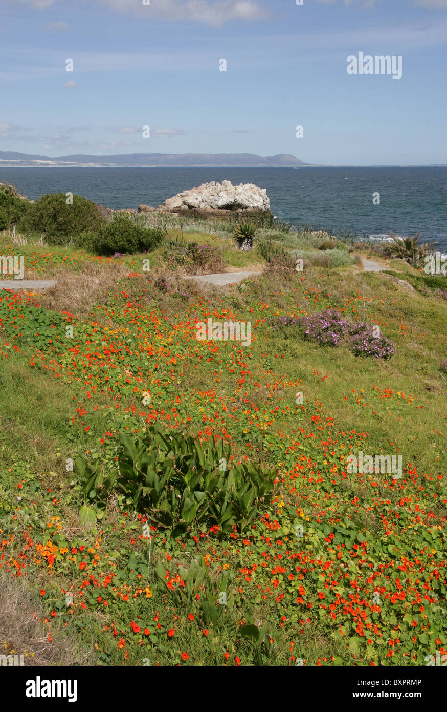 Capucines sauvages (Tropaeolum majus), poussant le long de la côte, Walker Bay, Hermanus, Western Cape, Afrique du Sud. Banque D'Images