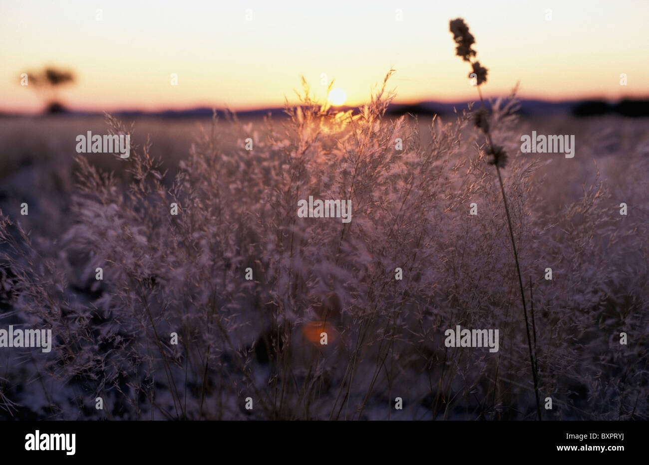 Sun Shining Through Grass Banque D'Images