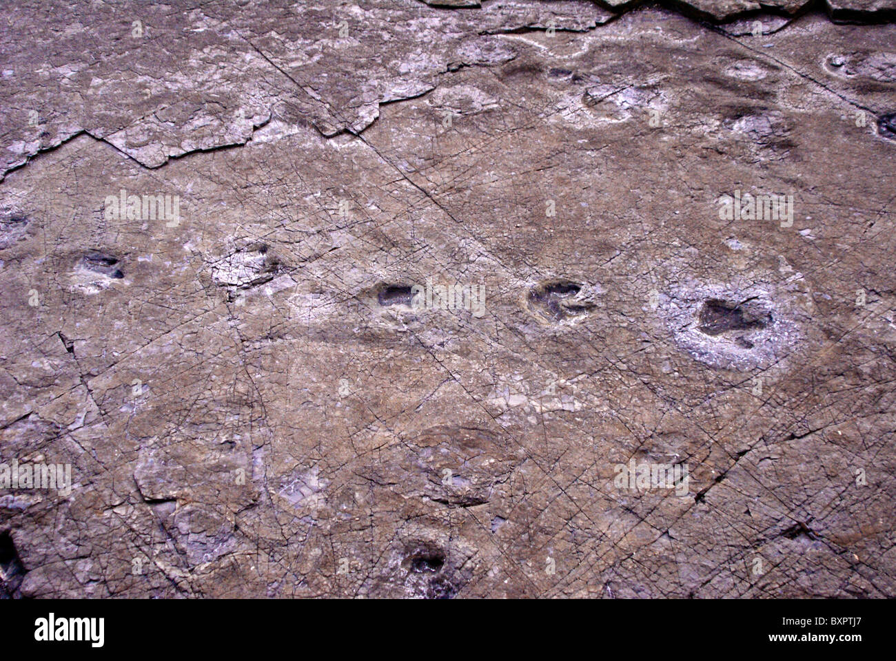 Des empreintes de dinosaures fossiles à Goseong Dinosaur Museum, de Corée du Sud Banque D'Images