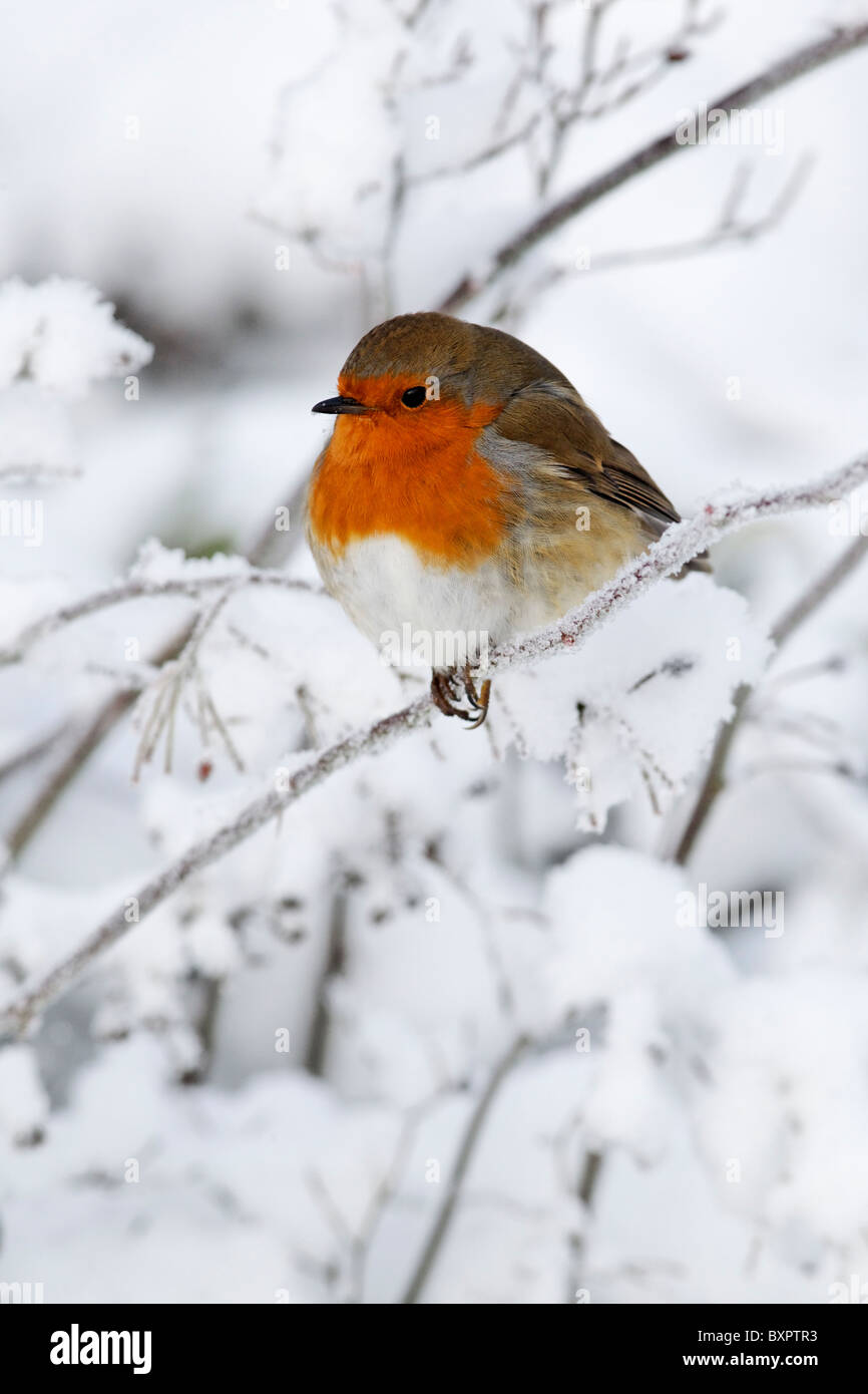 Robin, Erithacus rubecula aux abords, seul oiseau dans la neige, West Midlands, Décembre 2010 Banque D'Images