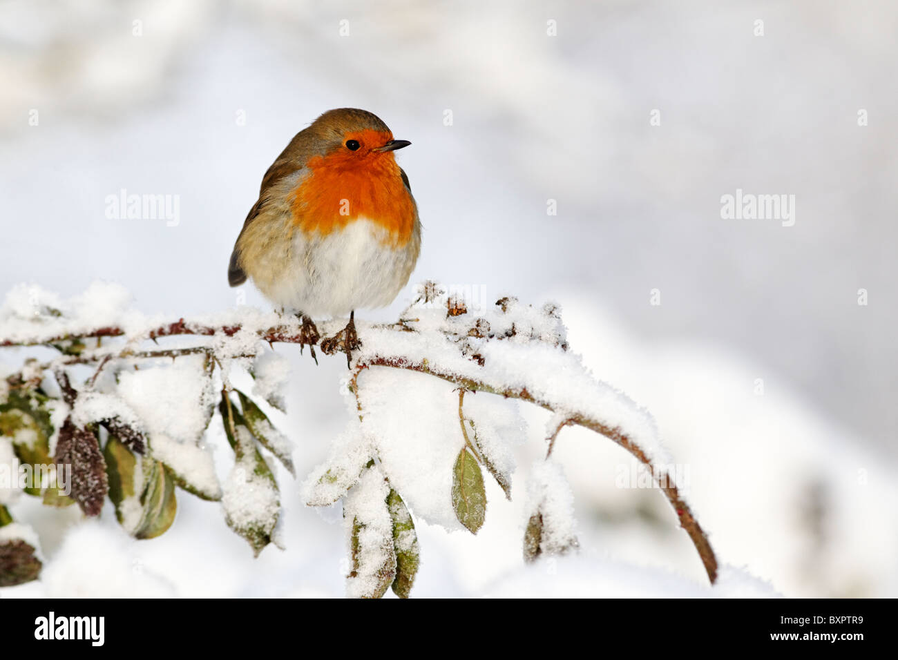 Robin, Erithacus rubecula aux abords, seul oiseau dans la neige, West Midlands, Décembre 2010 Banque D'Images