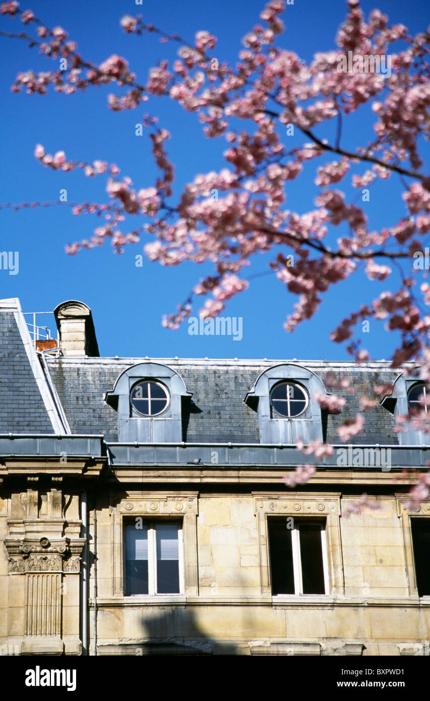 Lucarnes en français avec fleur rose Banque D'Images