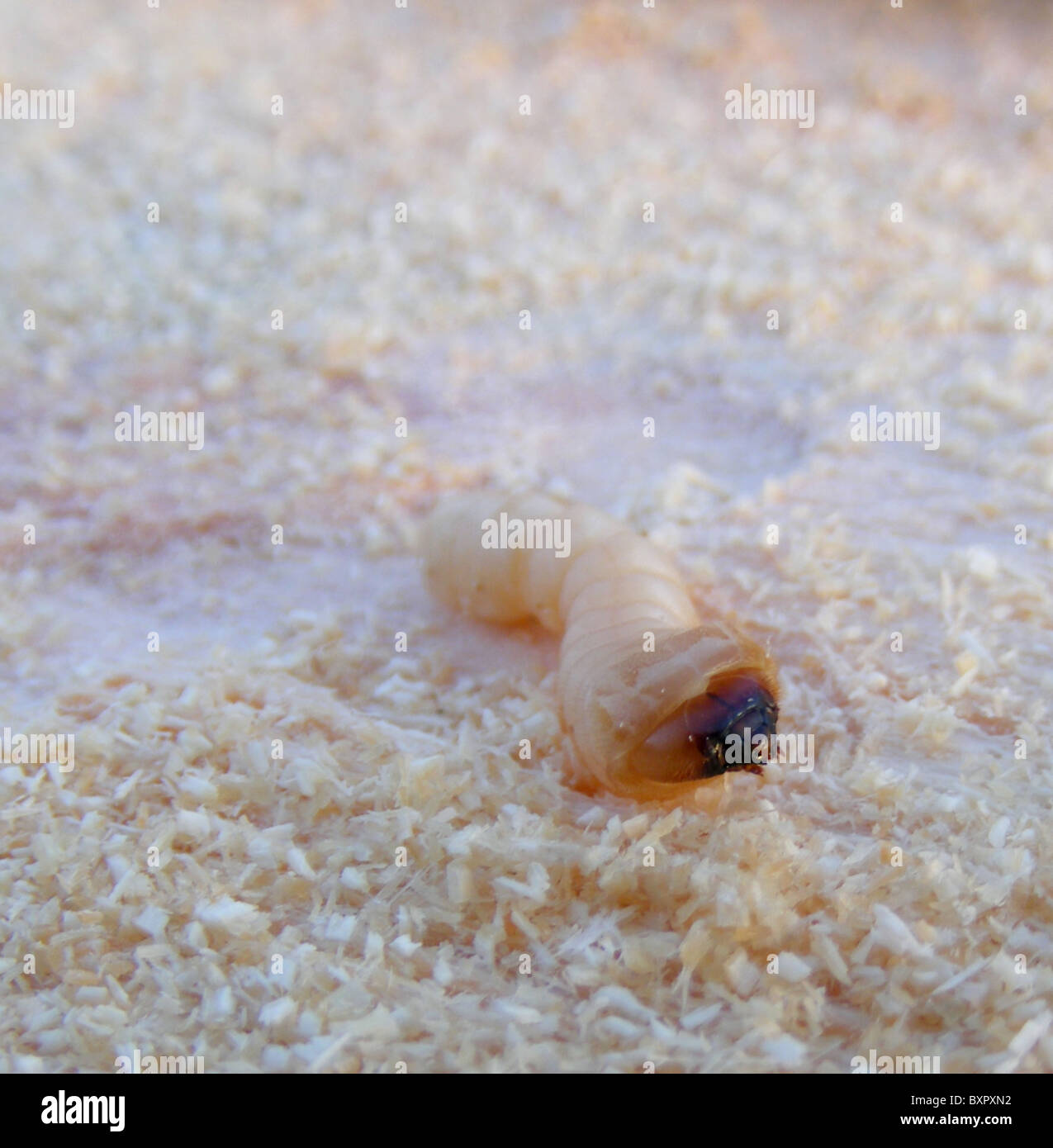 Woodworm Banque D'Images