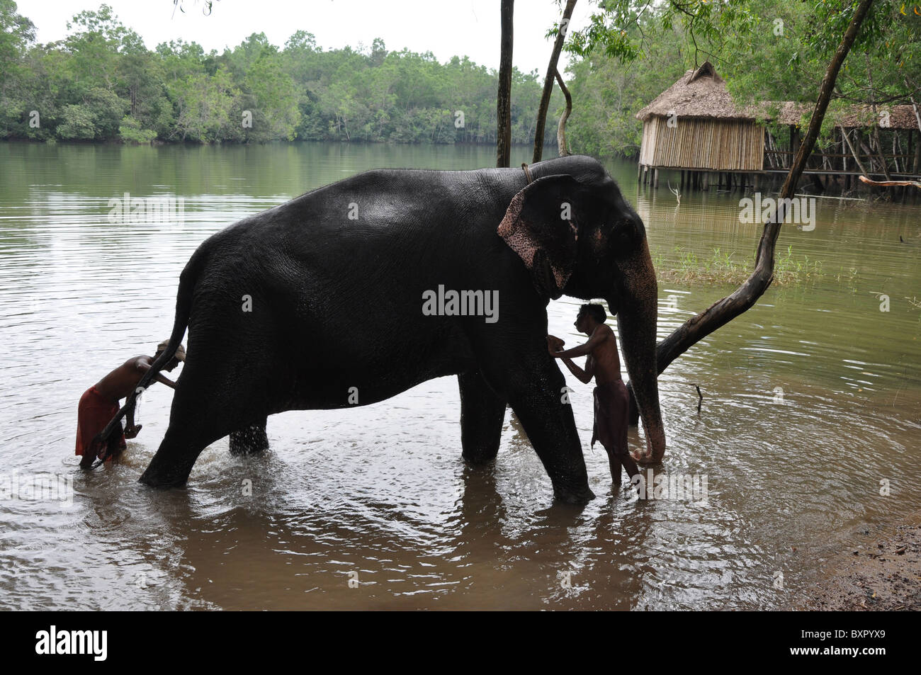 L'éléphant indien d'être lavé au centre de réadaptation d'Éléphants Kerala Banque D'Images