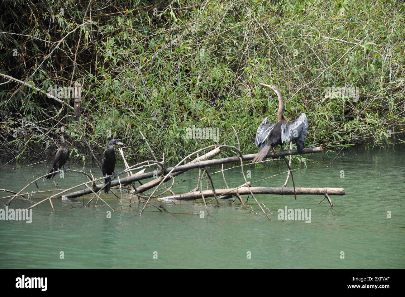 Des oiseaux d'eau dans la région de Kerala, Inde Banque D'Images