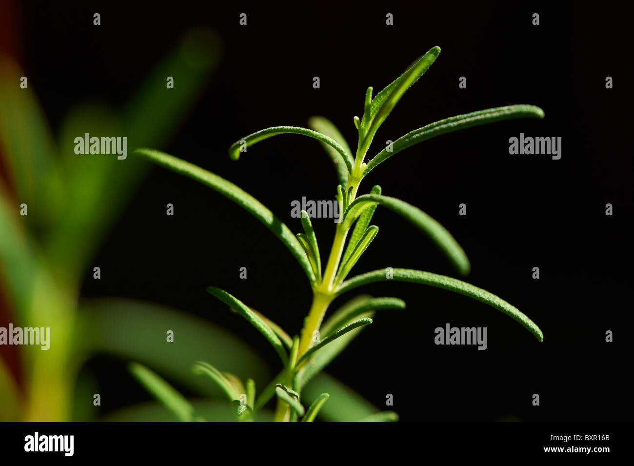 Close-up de plus en plus de romarin Banque D'Images