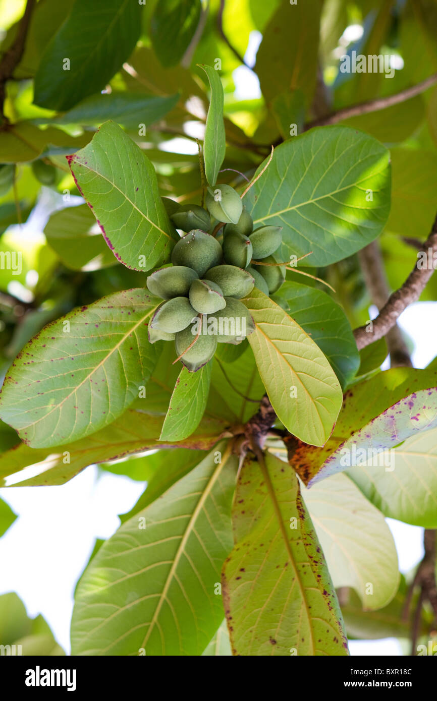 Les amandes vertes vertes poussent sur l'arbre en Jamaïque. Banque D'Images