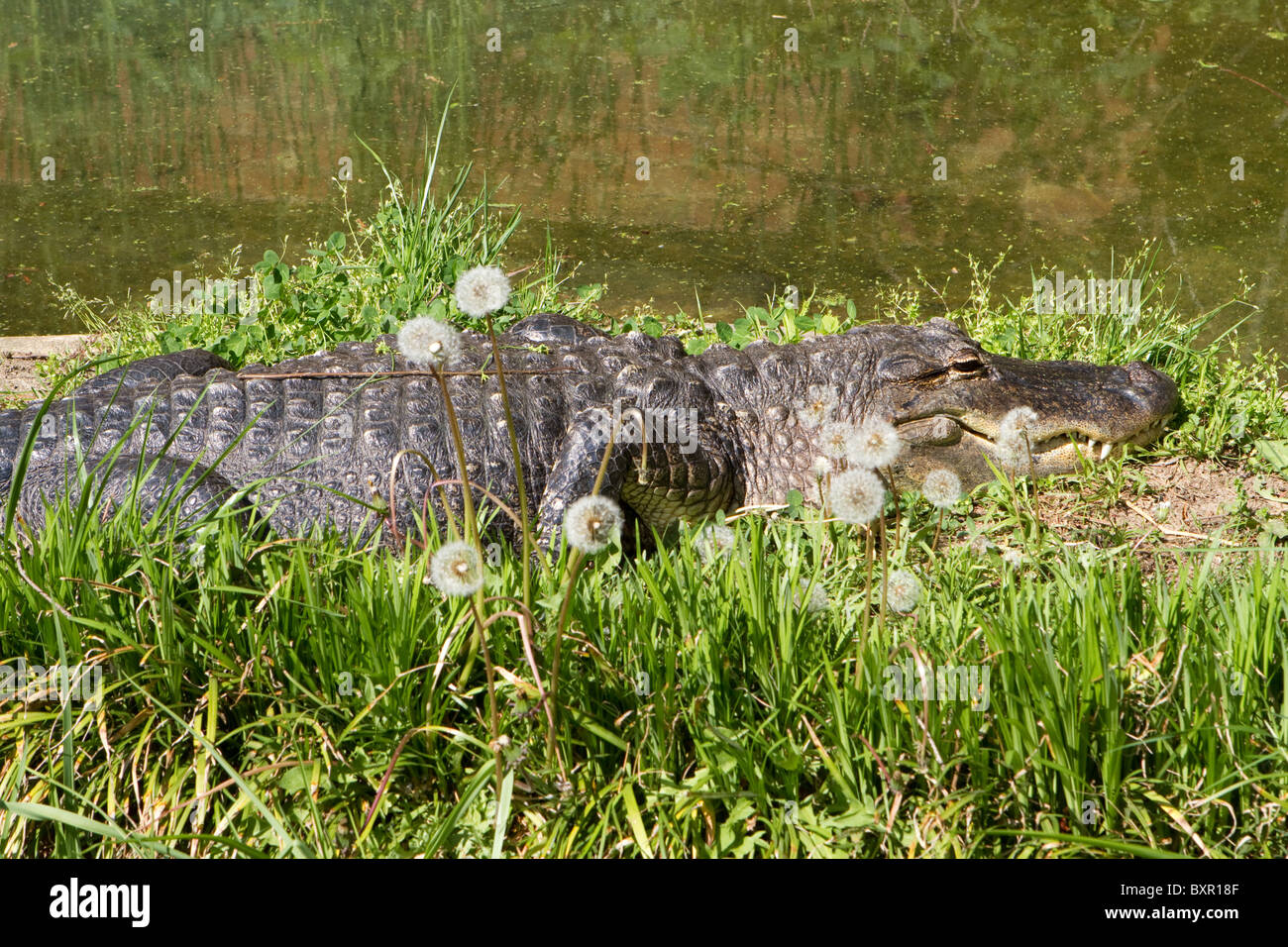 Alligator Alligator mississippiensis) soleils (lui-même d'un patch d'herbe par un étang. Banque D'Images