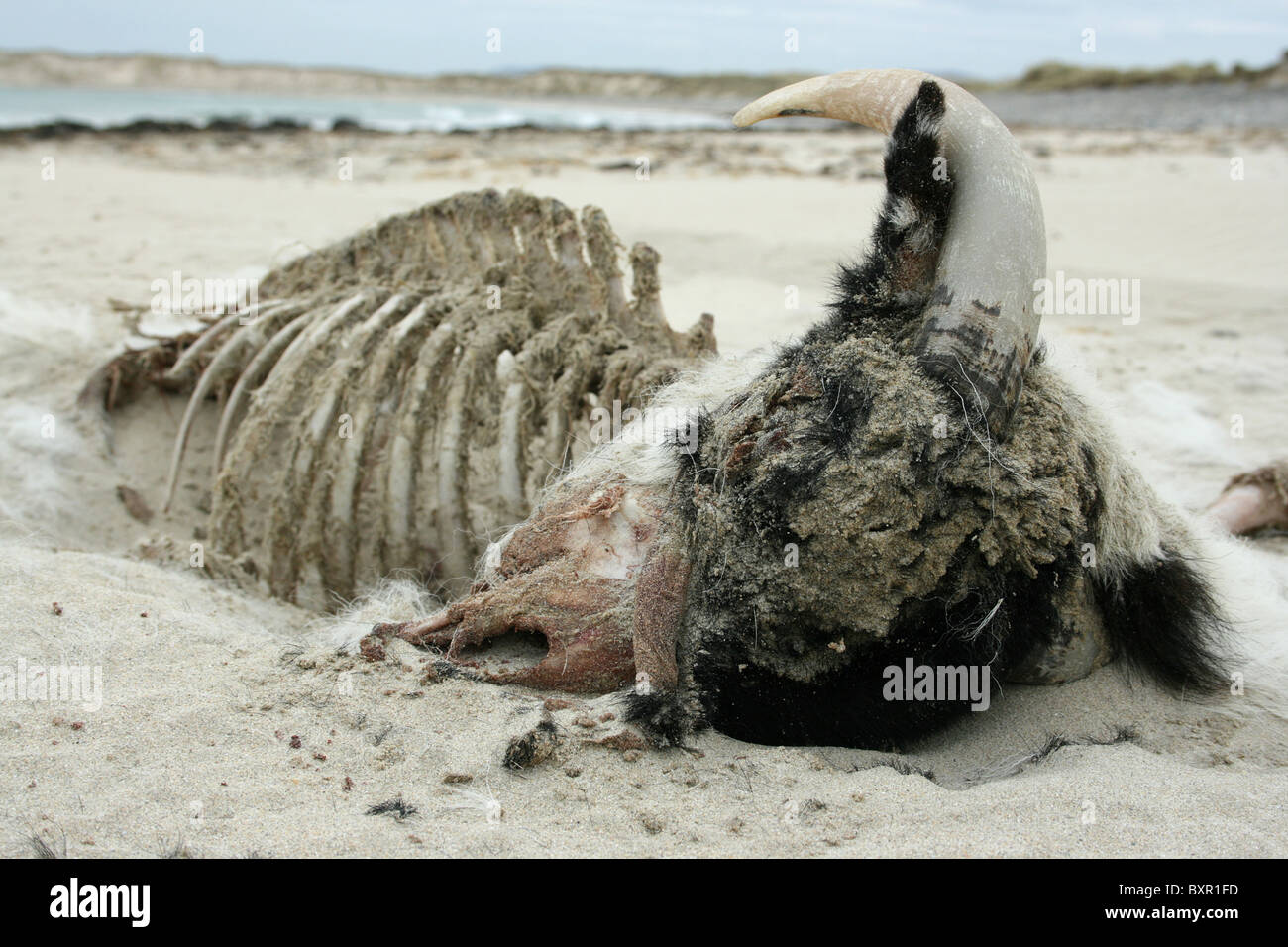 La mort de ram, littoral Banque D'Images