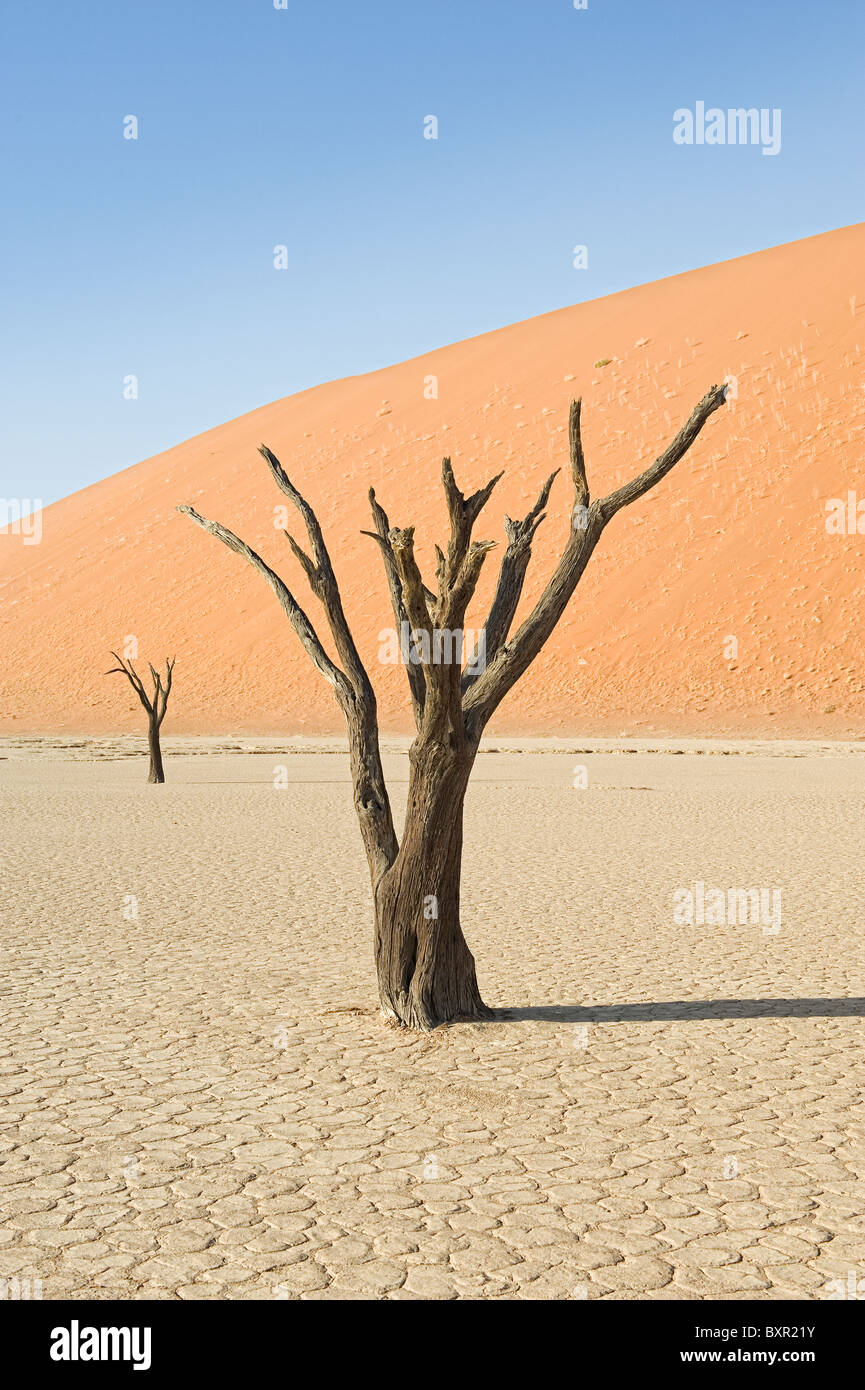 Camelthorn arbres morts (Acacia erioloba) à Dead Vlei, Désert du Namib, Namibie Banque D'Images