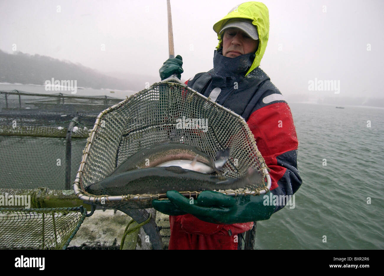 Un travailleur agricole de poissons élevés en captivité avec une truite arc-en-ciel dans un filet Banque D'Images Un travailleur agricole de poissons élevés en captivité avec une truite arc-en-ciel dans un filet Banque D'Images