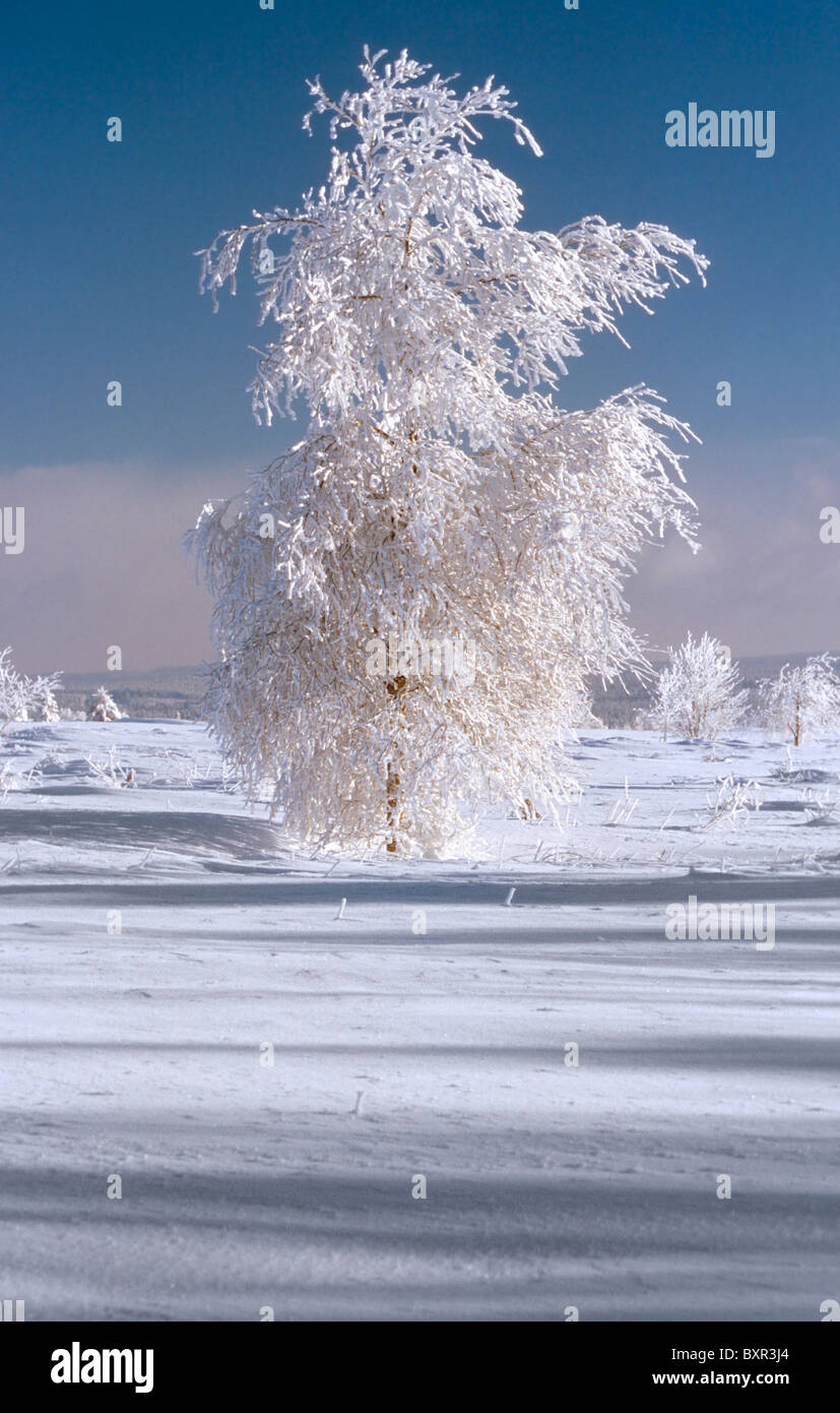 Paysage d'hiver avec la neige en birch tree les Hautes Fagnes / Hautes Fagnes, Ardennes Belges, Belgique Banque D'Images