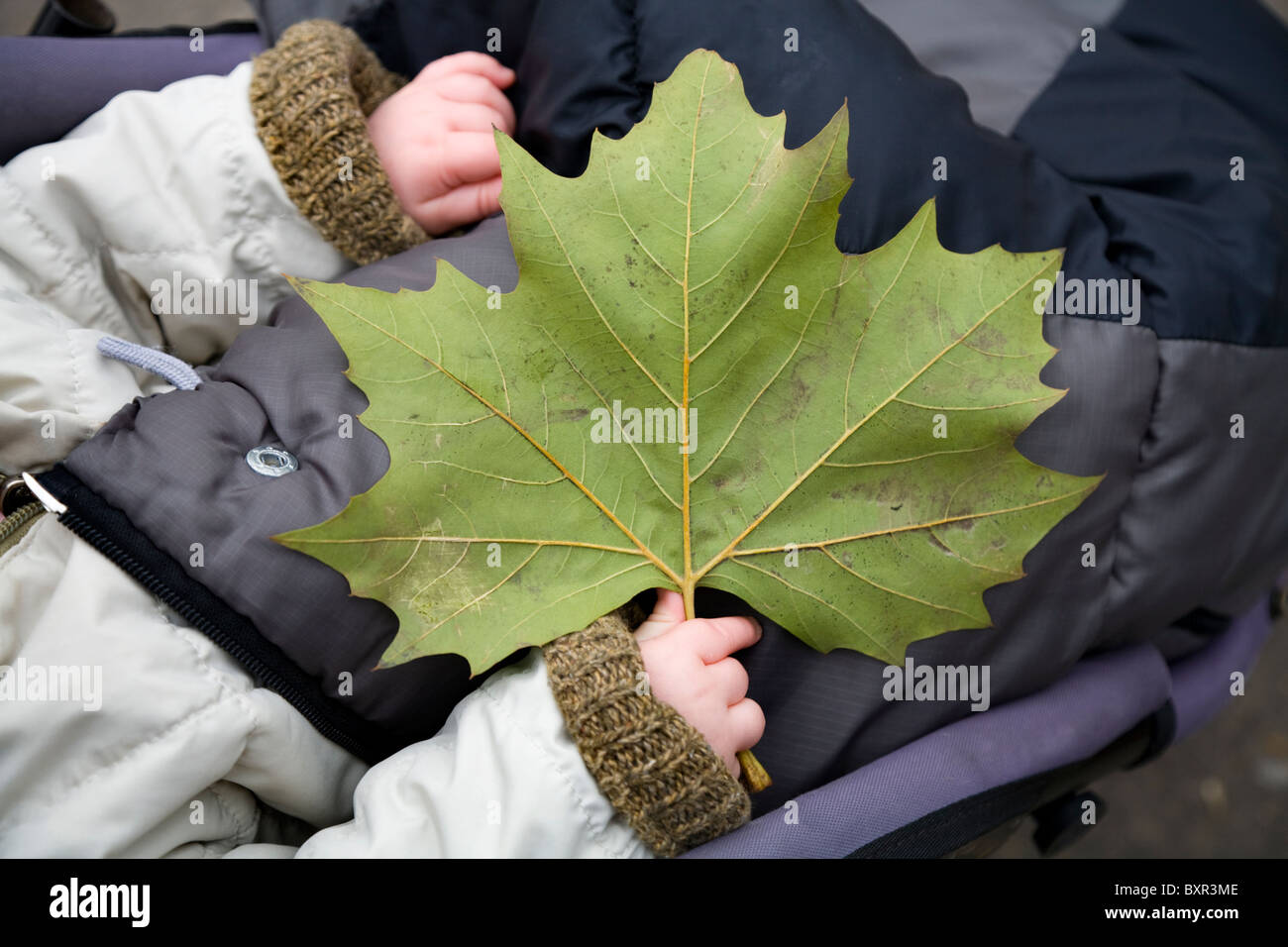 Close up d'un automne (l'automne) Feuille d'un arbre Plan de Londres dans la main d'un bébé. Banque D'Images