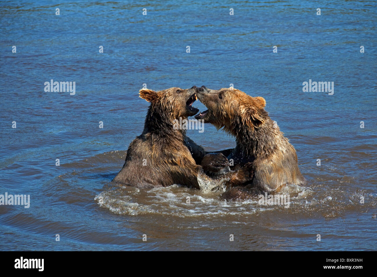 Deux ours bruns d'Europe (Ursus arctos) dans l'eau, lutte contre la Suède Banque D'Images