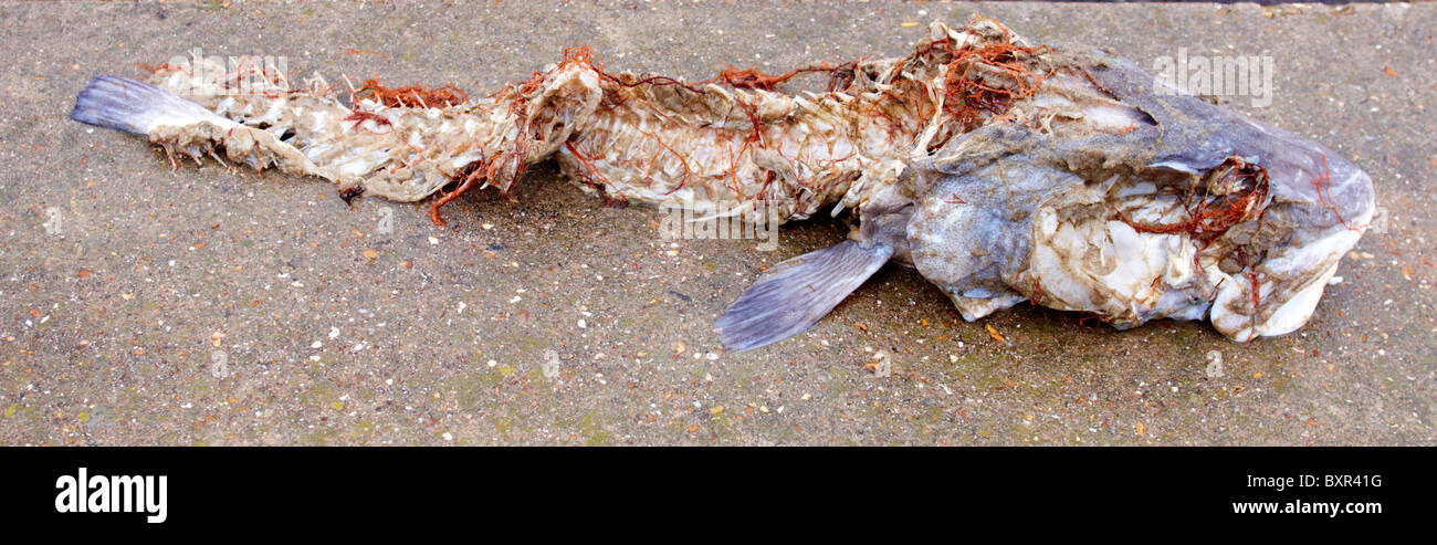 Poisson Pourri Photo Stock Alamy