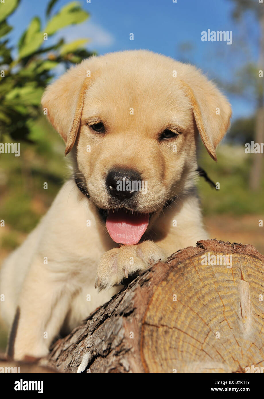 Chiot de race labrador retriever sur le bois Banque D'Images Chiot de race labrador retriever sur le bois Banque D'Images