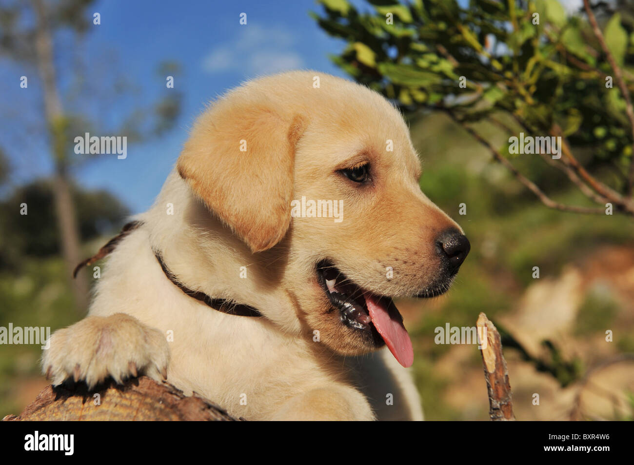Chiot de race labrador retriever sur le bois Banque D'Images Chiot de race labrador retriever sur le bois Banque D'Images