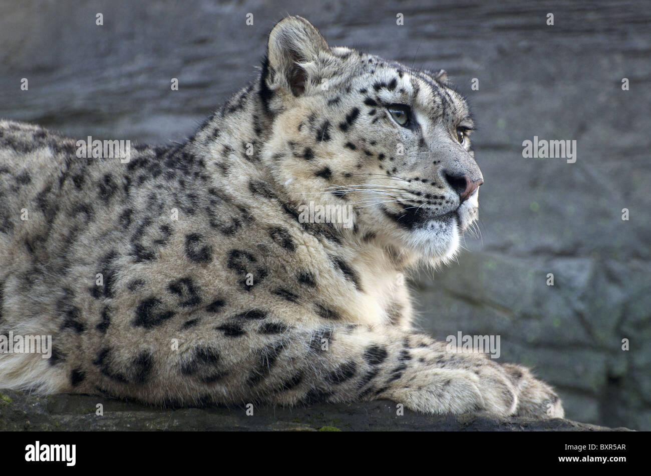 Côté mâle snow leopard (shot) Banque D'Images