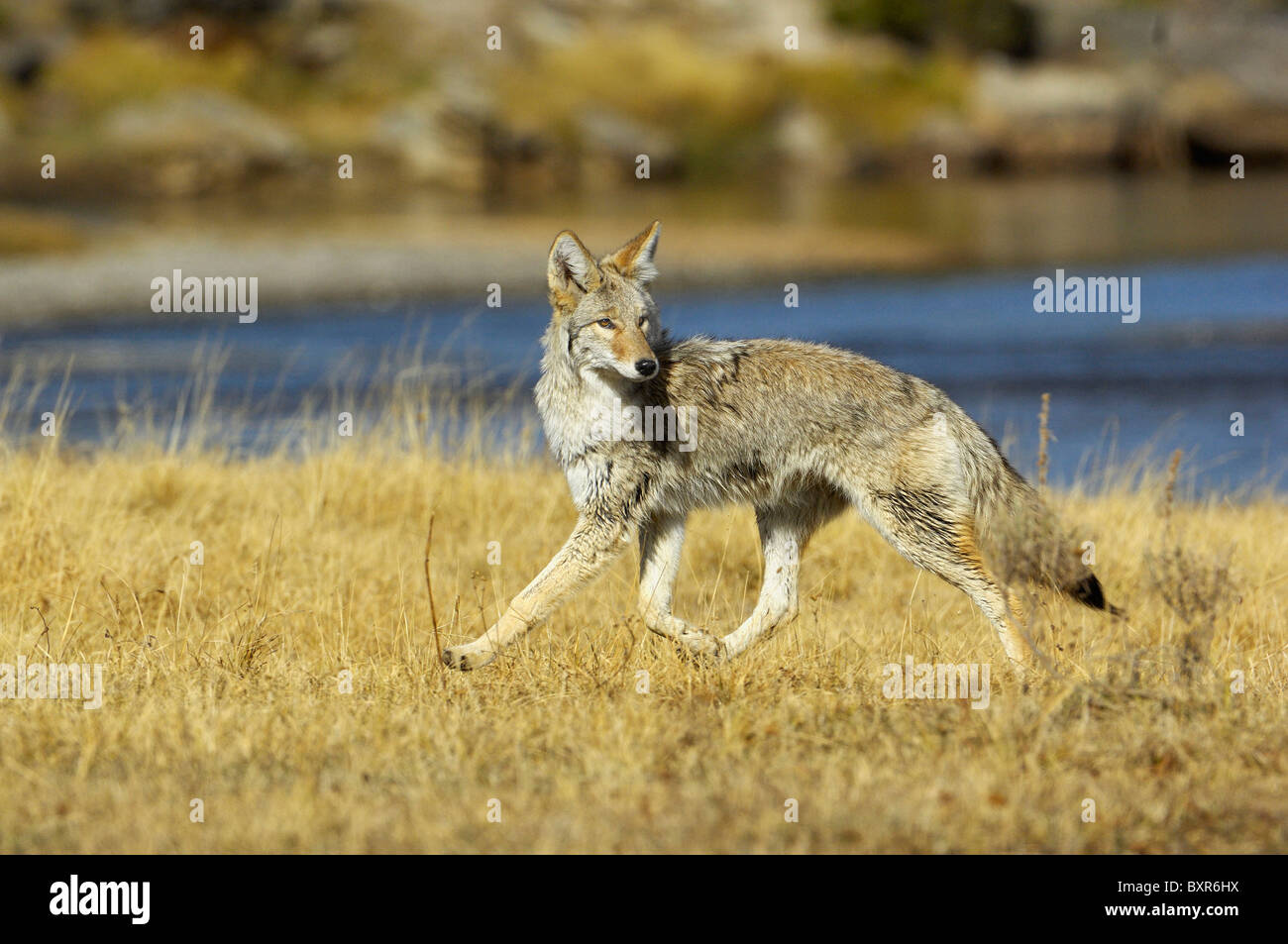 Le Coyote le long de la rivière Yellowstone Banque D'Images
