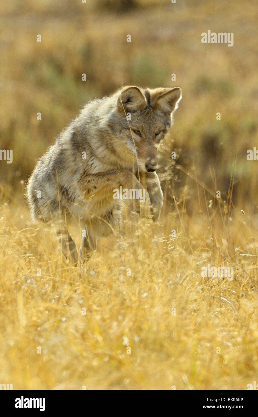 La chasse au coyote dans Yellowstone meadow Banque D'Images